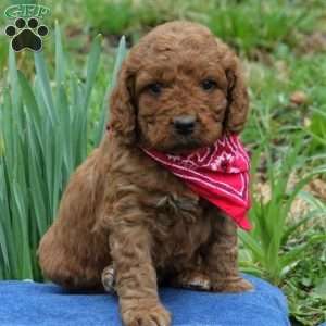 Cedar, Mini Labradoodle Puppy